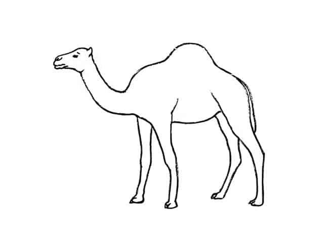 Camel Drawing Realistic