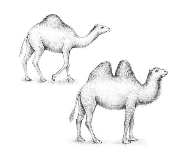 Camel Drawing Simple