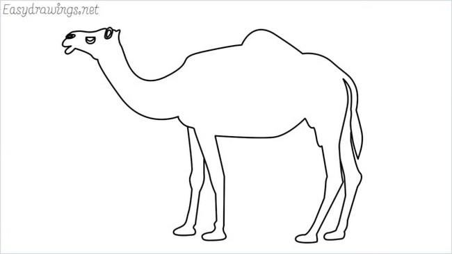 Camel Drawing