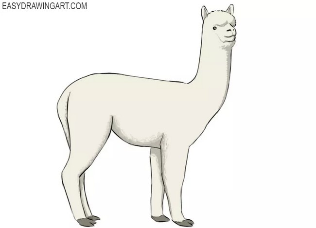 Cute Alpaca Drawing