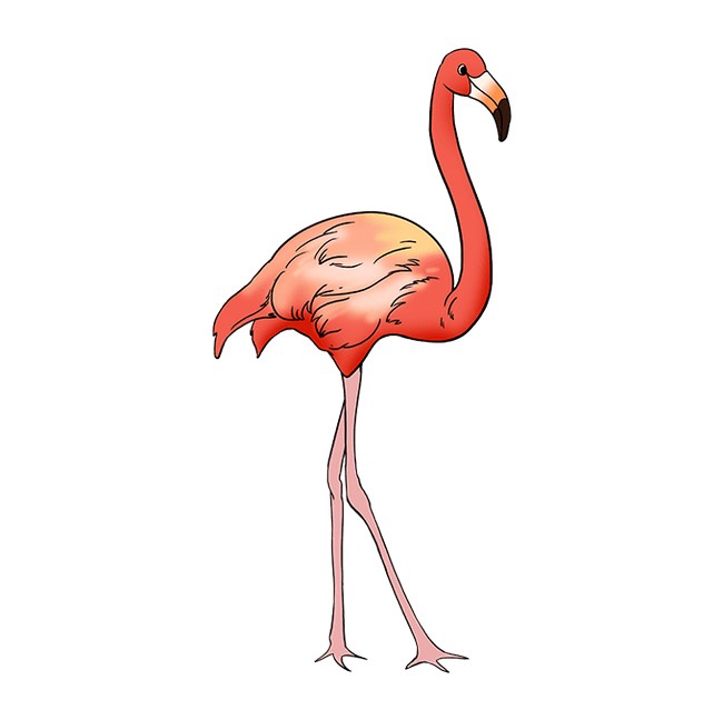 Cute Flamingo Drawing