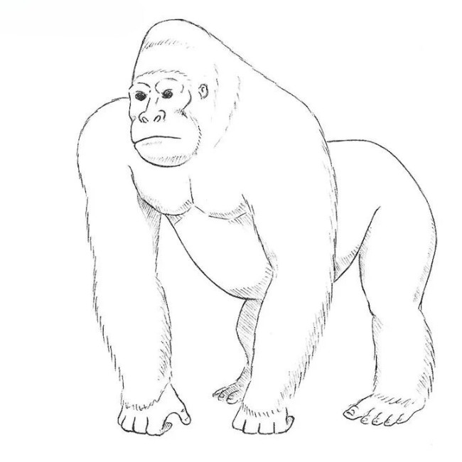 Cute Gorilla Drawing