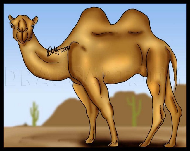 Easy Camel Drawing Step By Step