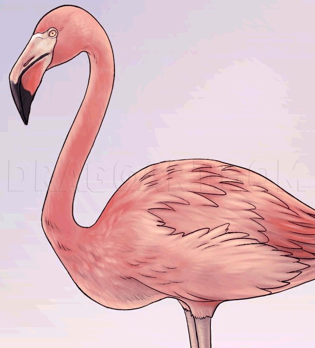 Flamingo Drawing Easy