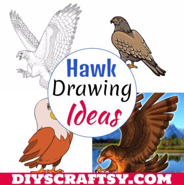 Hawk Drawing Ideas 1