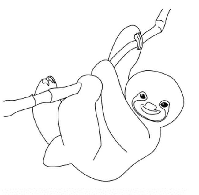 How To Draw A Baby Sloth