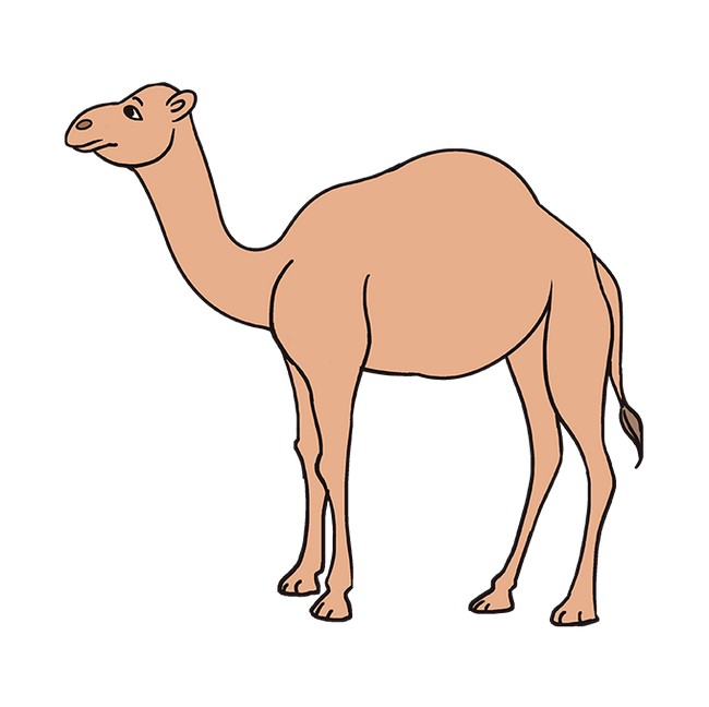 How To Draw A Camel 1