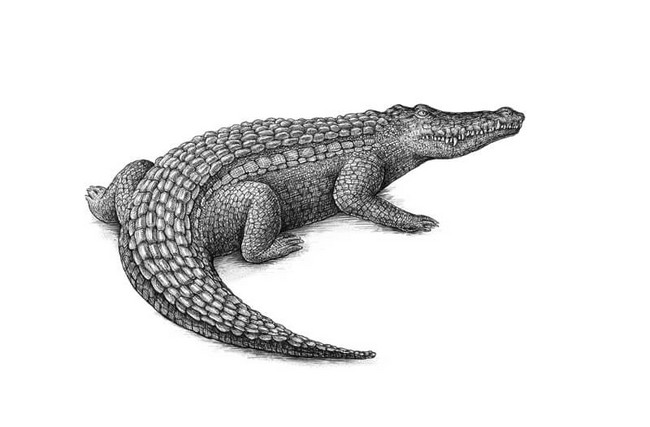 How To Draw A Crocodile With Pen And Ink
