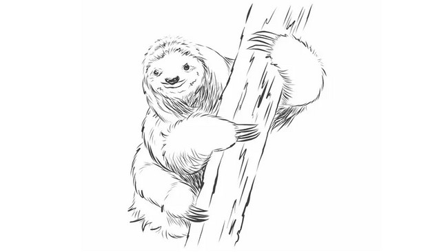 How To Draw A Easy Sloth