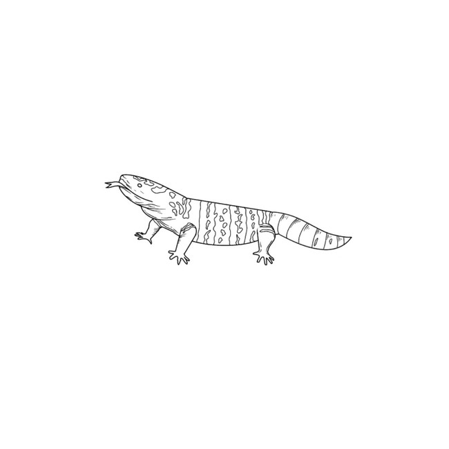 How To Draw A Gila Monster