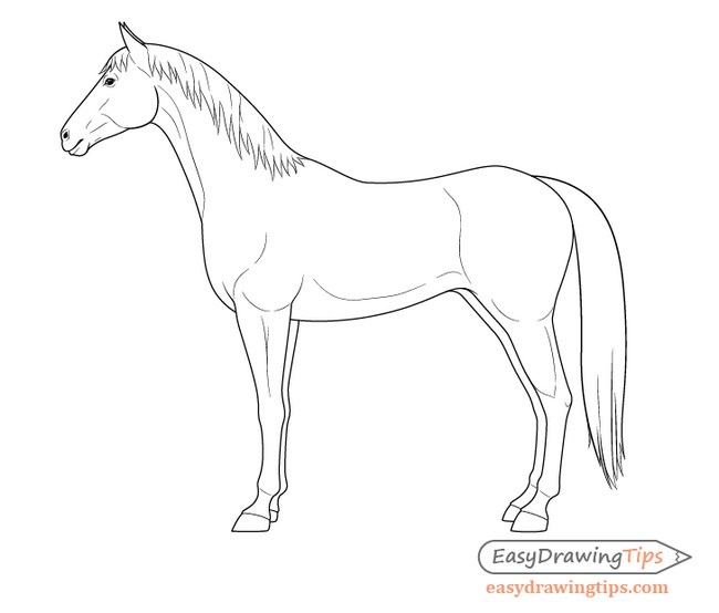  How To Draw A Horse From The Side View Tutorial