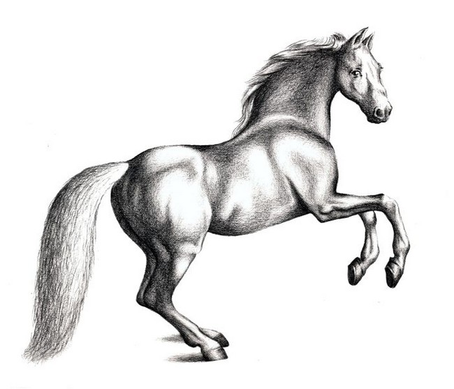 How To Draw A Horse With Pencil