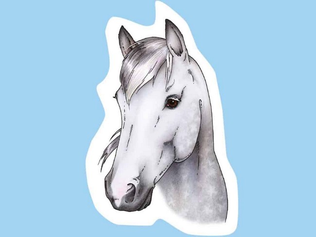 How To Draw A Horse’s Head
