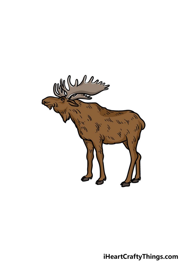 How To Draw A Moose A Step By Step Guide