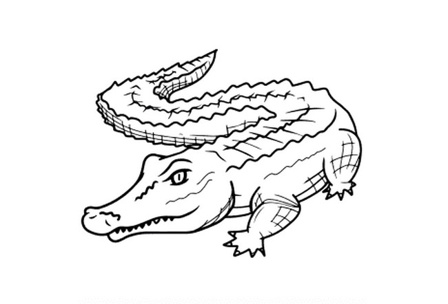 How To Draw A Realistic Alligator