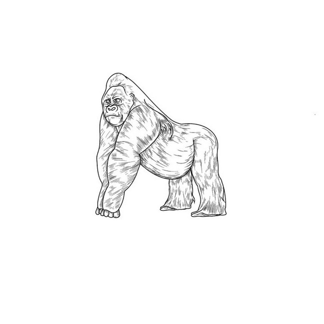 How To Draw A Realistic Gorilla In 6 Steps