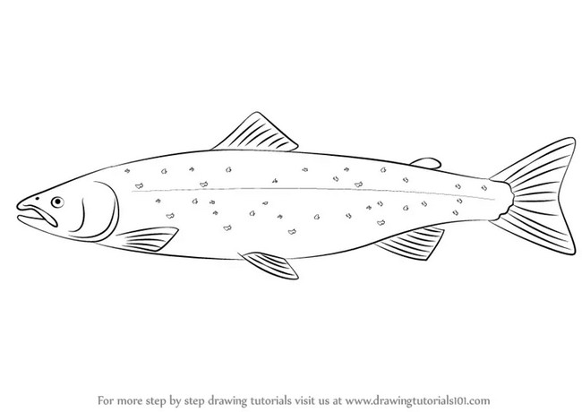 How To Draw An Atlantic Salmon