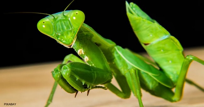 Learn How To Draw A Praying Mantis