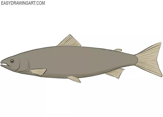 Salmon Drawing Easy