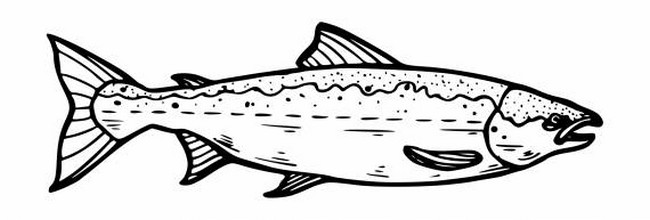 Salmon Fish Drawing Png Transparent Svg Vector