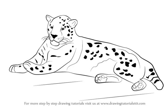 How To Draw A Jaguar 1