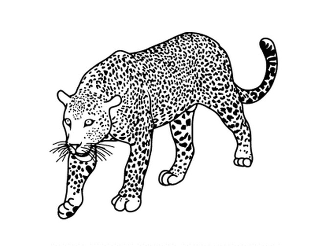 How To Draw A Realistic Jaguar