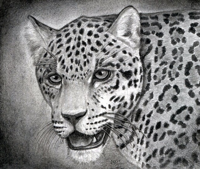 How To Draw A Realistic Jaguar