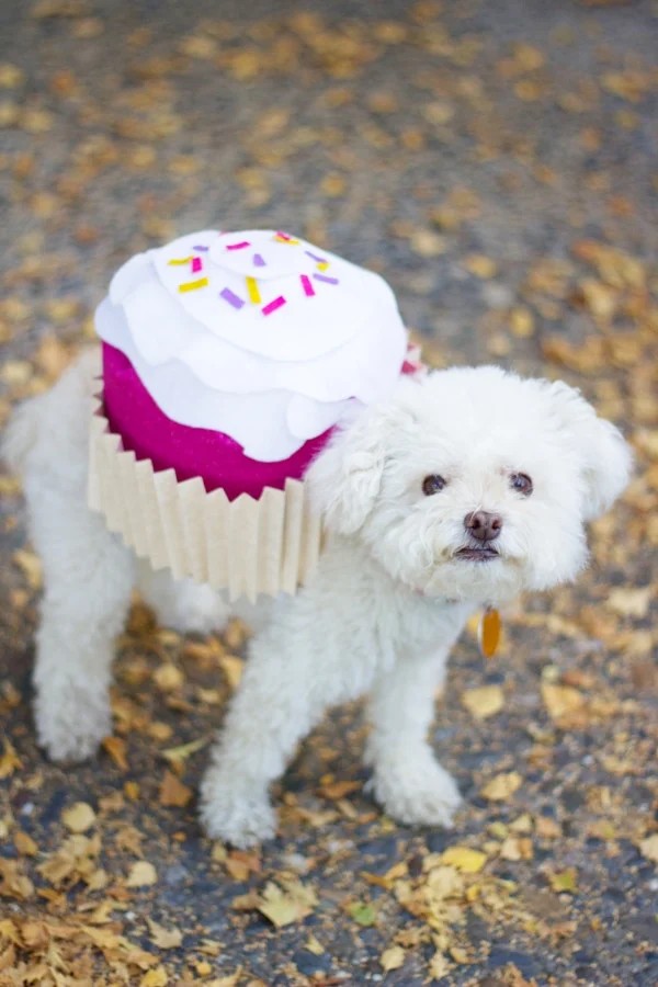 Cupcake Dog Costume