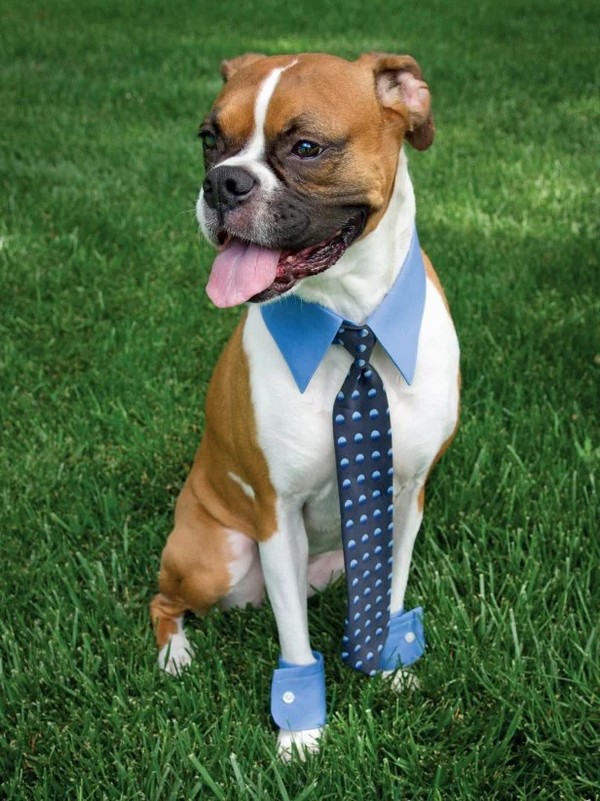 DIY Business Man Dog Costume
