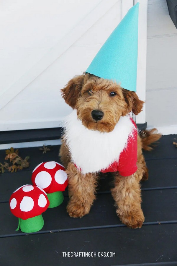 DIY Dog Costume Garden Gnome