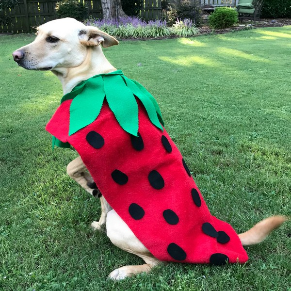 DIY Strawberry Dog Halloween Costume