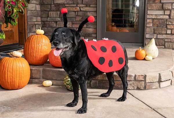 DIY ladybug costume