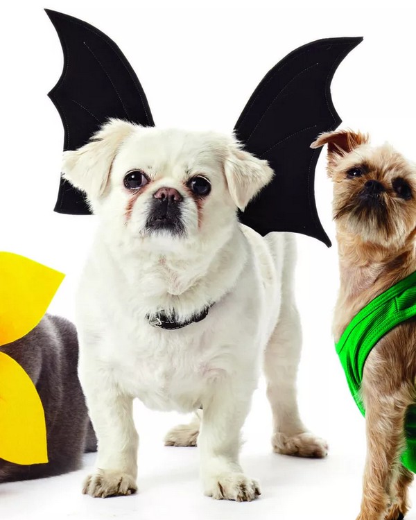 How to Make a Bat Wings Pet Costume