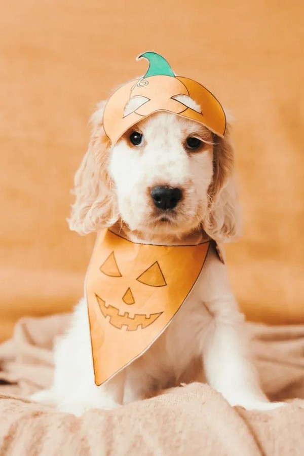 No-Sew Pumpkin Dog Costume 