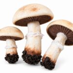 DIY Polymer Clay Mushroom Tutorial 6