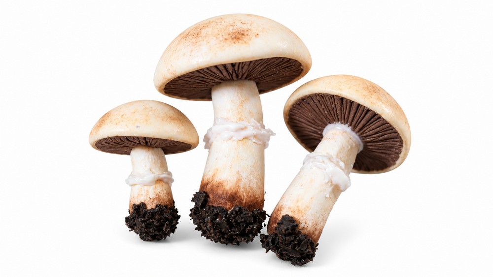 DIY Polymer Clay Mushroom Tutorial 6